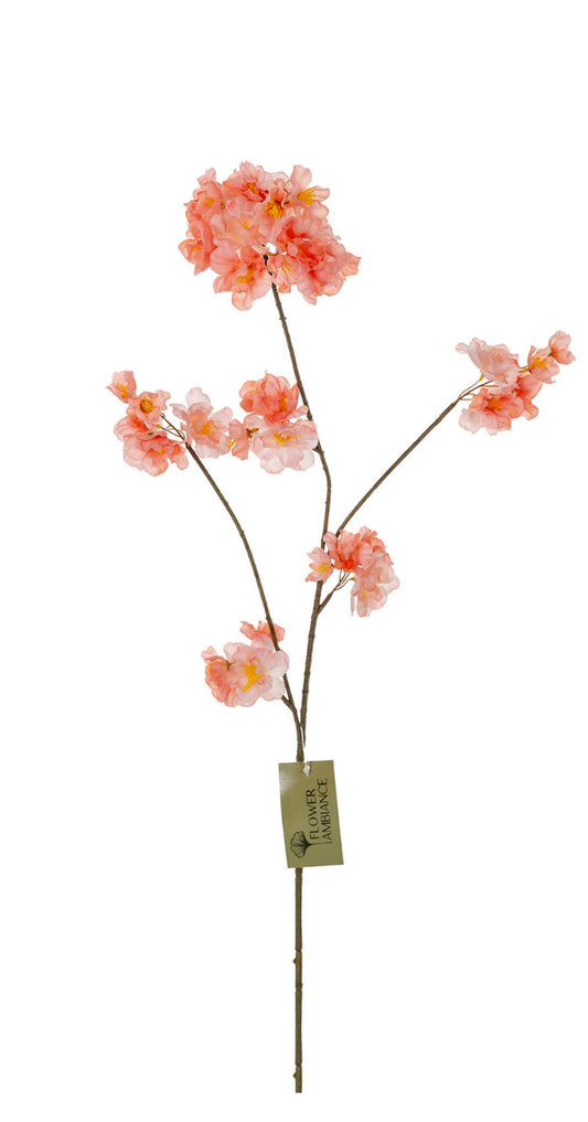 Peach 🍑 Bloesems Blossom