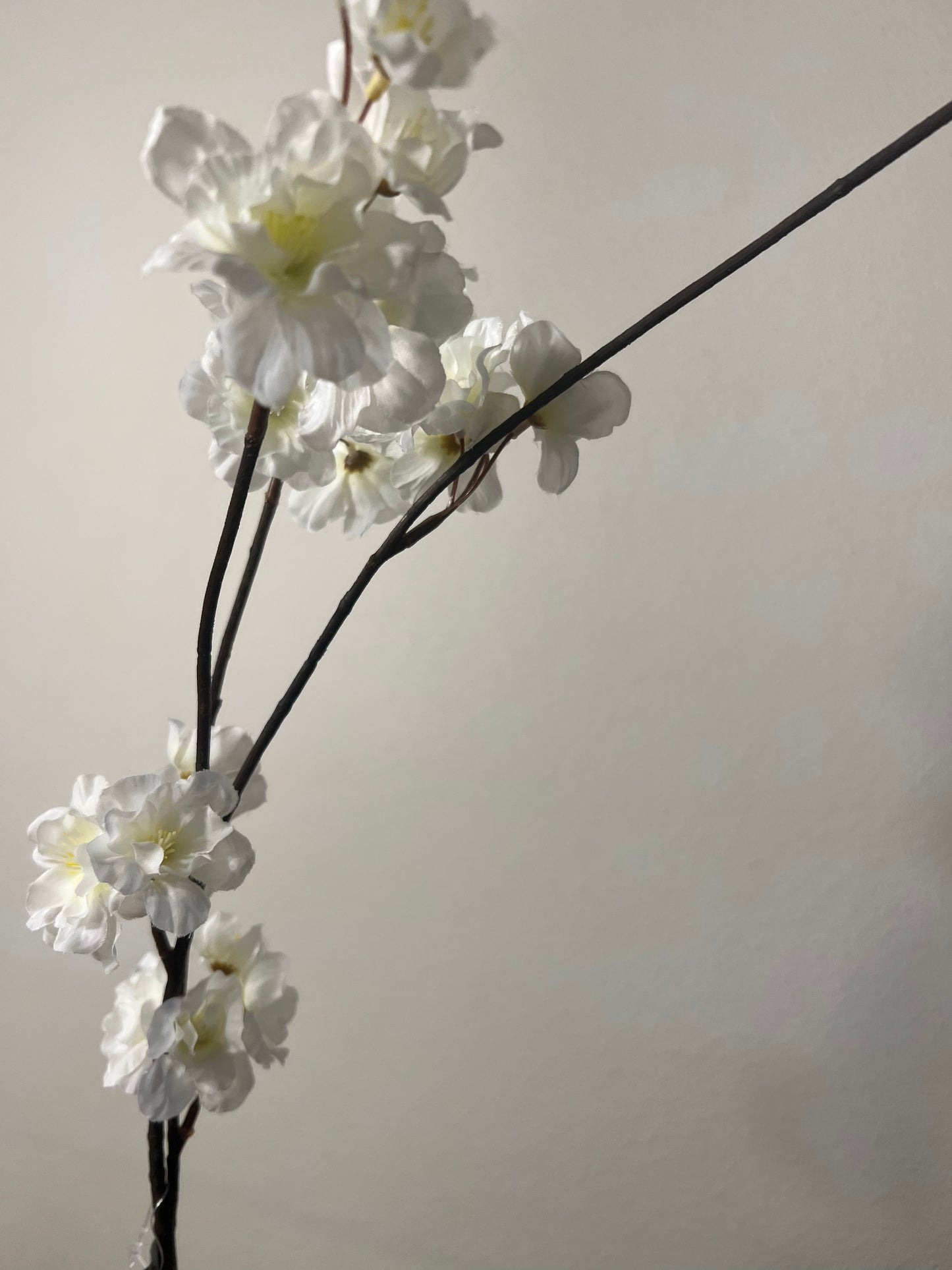 Japanse Bloesem wit