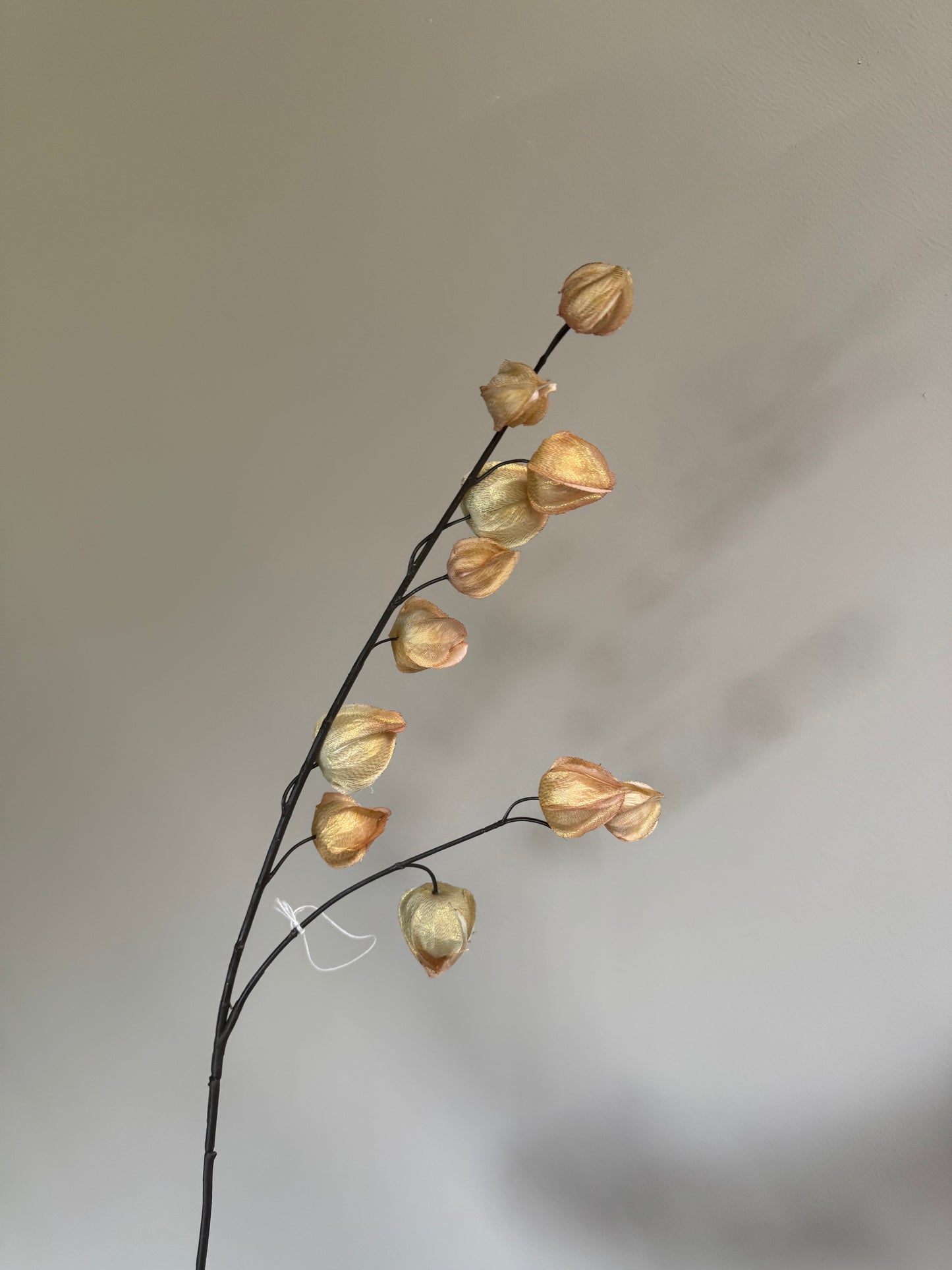 Lampionbloem De Physalis alkekengi  Daro Interior